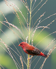 Crimson Bird on Wild Grass