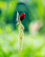 Crimson Bird on Wild Grass