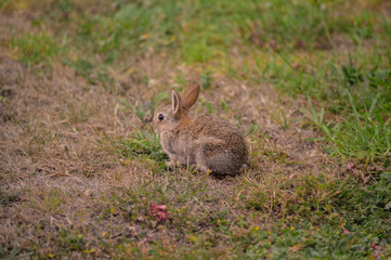 Wild baby rabbit grazing in the backyard, Victoria, Australia