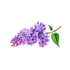 A beautiful bunch of purple lavender flowers with green leaves, isolated on a white background, blooming in spring