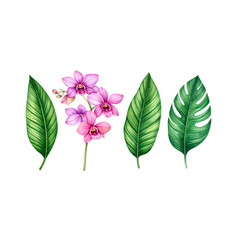 Isolated white background branch of lilac with pink flowers and fresh green leaves, a beautiful spring nature botany object