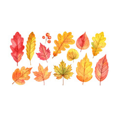 Vibrant vector illustration set of autumn leaves in red, orange, and yellow hues, isolated on white for your fall nature designs