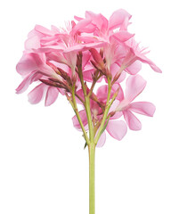 Nerium oleander, Pink oleander flowers isolated on white background with clipping path  