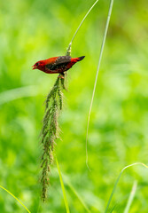 Crimson Bird on Wild Grass