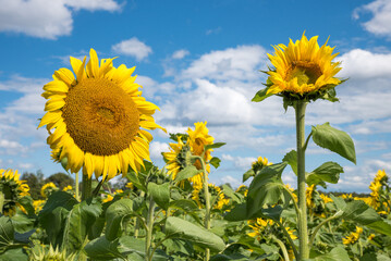 two beautiful sunflowers in the field, against blue sky with clouds