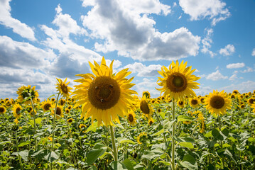 sunflowers with insects, blurry field behind.