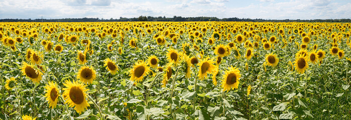 wide agricultural field with blooming sunflowers