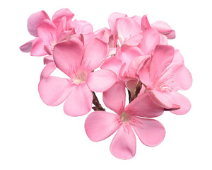 Nerium oleander, Pink oleander flowers isolated on white background with clipping path  