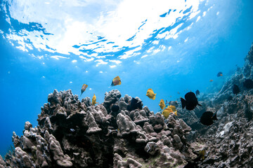 A vibrant school of yellow tang fish swim gracefully over volcanic rock formations off the coast of...