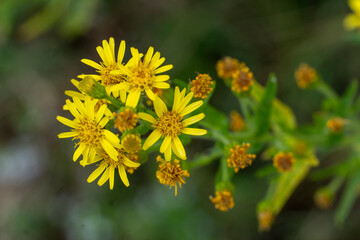 A yellow flower with brown spots is in the foreground