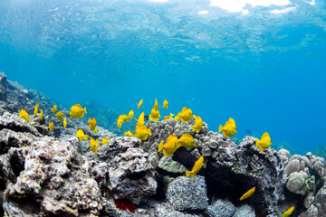 A vibrant school of yellow tang fish swim gracefully over volcanic rock formations off the coast of...