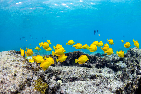 A vibrant school of yellow tang fish swim gracefully over volcanic rock formations off the coast of Captain Cook, Big Island, Hawaii.
