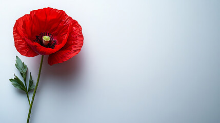 Remembrance day poppy flower single red blossom with green leaves on a clean background symbol of peace
