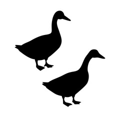 Simple black silhouettes of two ducks against a white background.