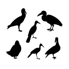 Silhouette Collection of Various Bird Species for Graphic Design