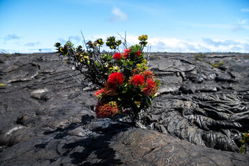 Native Hawaiian plants emerge defiantly from lava fields on the Big Island, symbolizing nature’s...