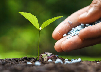 Hand fertilizing a young seedling growing in dark soil with a blurred green background in daylight