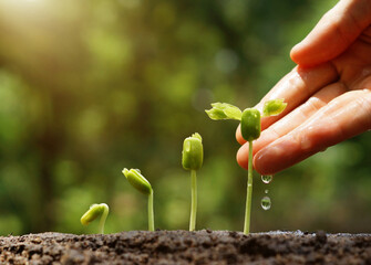 Hand watering seedlings showing growth stages in soil under bright sunlight in a blurry background