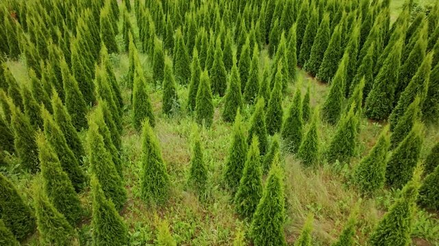 Drone glides above vibrant green conifers in plantation, cartoon finger shapes