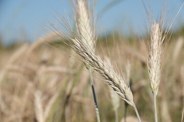 Duże kłosy dojrzałej pszenicy rosnącej na polu uprawnym. © tomo81