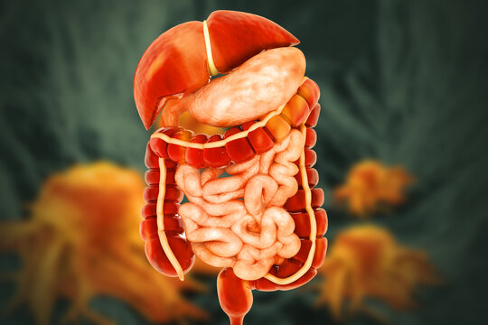 Anatomy of human body with digestive system, corresponding functions internal organs. 3d illustration
