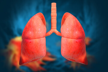 Human Respiratory System Lungs Anatomy. 3d illustration