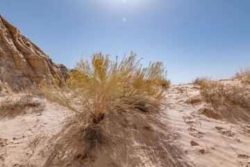 Poliomintha incana is a species of flowering plant in the mint family which is known as frosted...