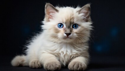 Cute little blue bicolour Ragdoll cat kitten, sitting up facing front with one paw up. Looking towards camera with deep blue eyes. Isolated on a black background.