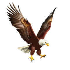 Obraz premium Flying Bald Eagle Vector Illustration – Patriotic American Bird Clipart, Soaring Wildlife Symbol Art, Freedom Wings Decor, Majestic Raptor Drawing