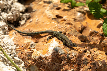 A lizard is laying on a rock