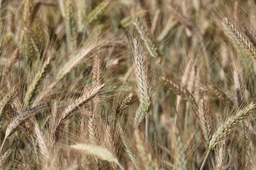 Duże kłosy dojrzałej pszenicy rosnącej na polu uprawnym. © tomo81