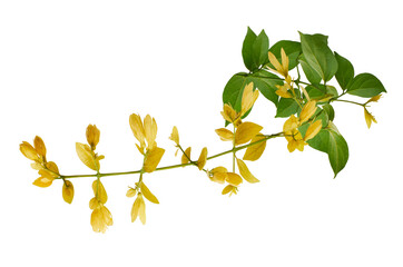 Petraeovitex flower, Nong Noch vine, Yellow flowers isolated on white background, with clipping path 