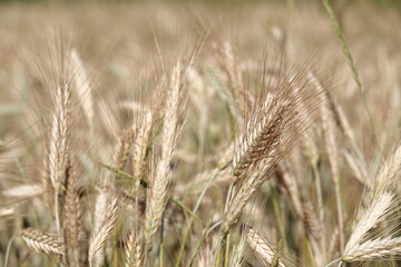Duże kłosy dojrzałej pszenicy rosnącej na polu uprawnym. © tomo81