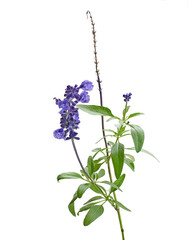 Salvia farinacea, Blue salvia, Mealy cup sage or Mealy sage flowers blooming with leaves, isolated...