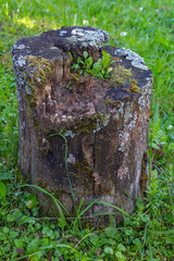 old mossy stump covered with mushrooms in the mysterious twilight of the forest.