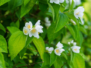 White aromatic flowers of a flowering Philadelphus coronarius bush (sweet mock orange, English dogwood) in garden. Close-up.