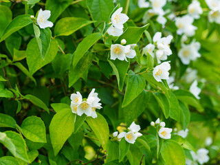 White aromatic flowers of a flowering Philadelphus coronarius bush (sweet mock orange, English dogwood) in garden. Close-up.
