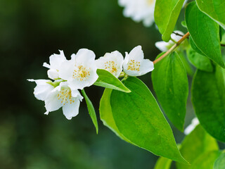 White aromatic flowers of a flowering Philadelphus coronarius bush (sweet mock orange, English dogwood) in garden. Close-up.