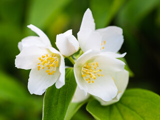 White aromatic flowers of a flowering Philadelphus coronarius bush (sweet mock orange, English dogwood) in garden. Close-up.