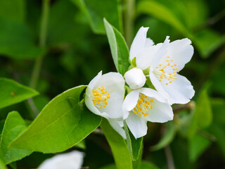 White aromatic flowers of a flowering Philadelphus coronarius bush (sweet mock orange, English dogwood) in garden. Close-up.