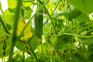 Cucumbers growing on bush near fence in garden, closeup