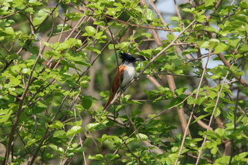 Paradise flycatcher