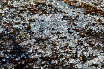 Shattered safety glass fragments scattered across rough asphalt with moss and small grass blades in summer sunlight, symbolizing fragility, danger, and contrast of nature