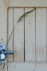 Minimalist concept photo of dry grass blade caught on old rustic wooden door handle, symbolizing fragility, silence, abandonment, and nature reclaiming man-made structures