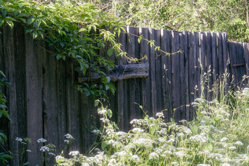 Old wooden fence with green vines and blooming wildflowers in summer light, rustic countryside scenery with overgrown plants and soft shadows on weathered boards