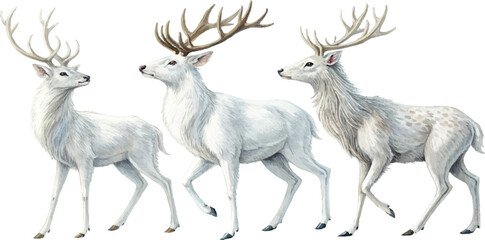 Three White Deer Watercolor