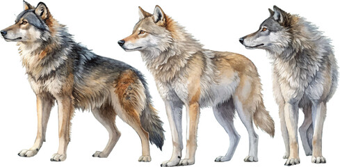 Three Wolves Watercolor Painting