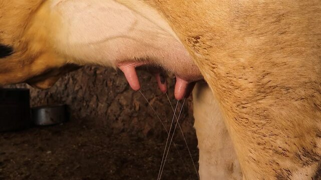 Milk leaks spontaneously from all four teats of a cow&rsquo;s udder with light touch. This rare behavior shows strong maternal instinct, though considered a flaw in dairy farming due to milk waste.
