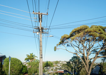 Power post, power lines and Pohutukawa trees along a suburb street. Auckland.
