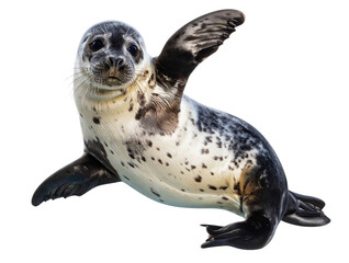  Cute Aerial Seal Pup Transparent Cutout 
